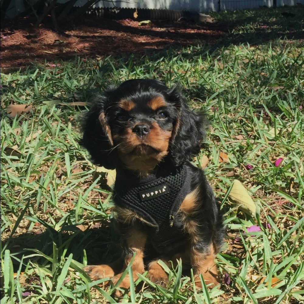 Meet your Posher, Brittany